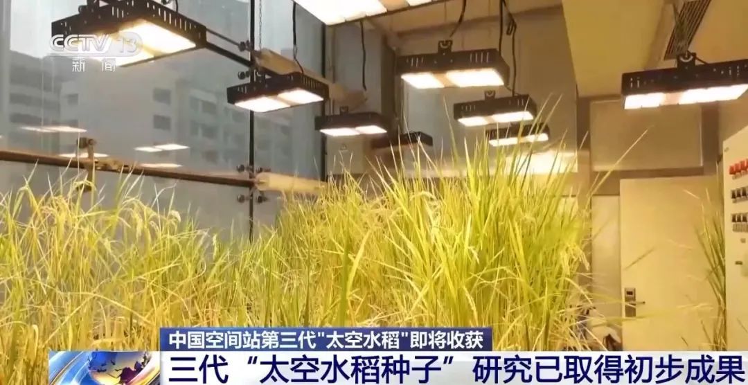 第三代“太空水稻”熟了,味道如何? 第三代“太空水稻”熟了,味道如何?