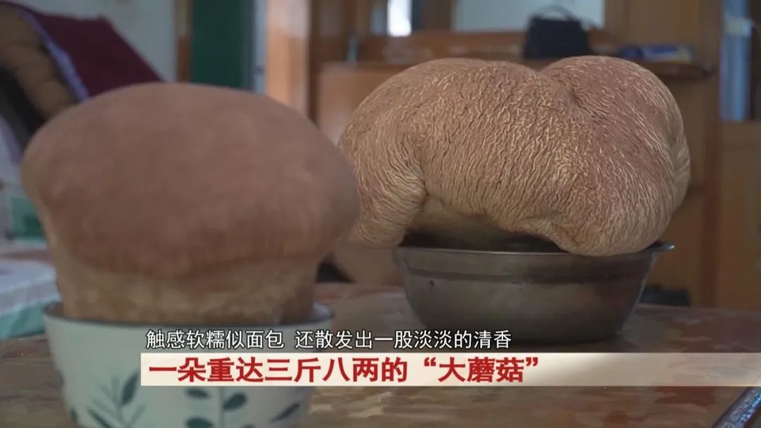 居民运动时捡到一朵重达三斤八两的“大蘑菇”!“活了七八十岁没见过” 居民运动时捡到一朵重达三斤八两的“大蘑菇”!“活了七八十岁没见过”