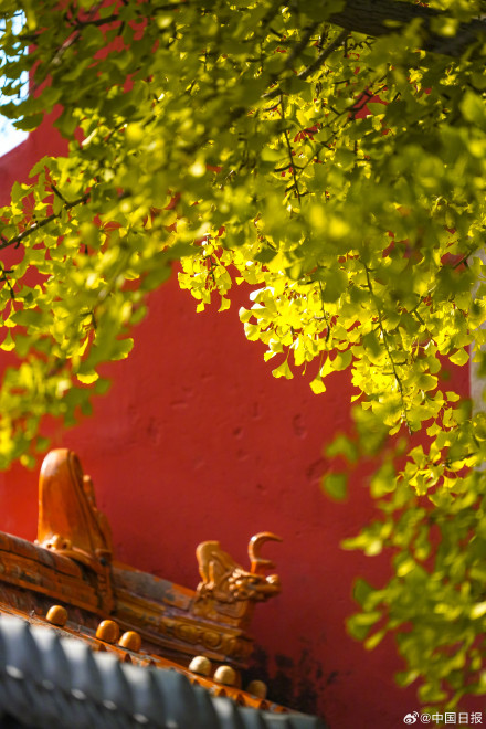 秋日故宫的色彩美学堪称一绝