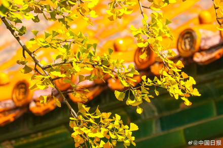 秋日故宫的色彩美学堪称一绝