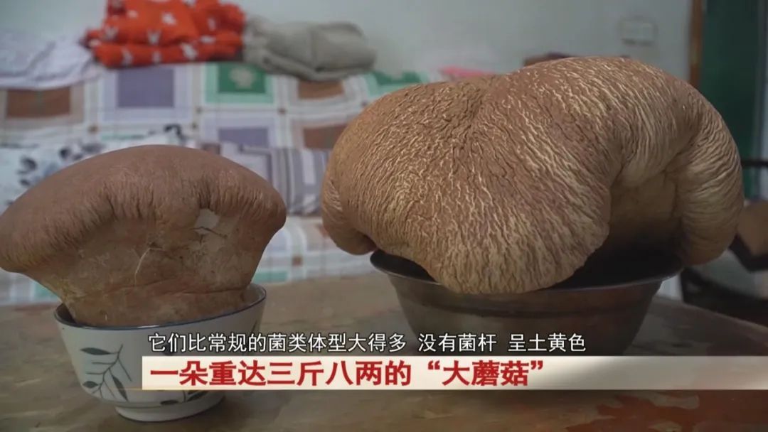 居民运动时捡到一朵重达三斤八两的“大蘑菇”!“活了七八十岁没见过” 居民运动时捡到一朵重达三斤八两的“大蘑菇”!“活了七八十岁没见过”