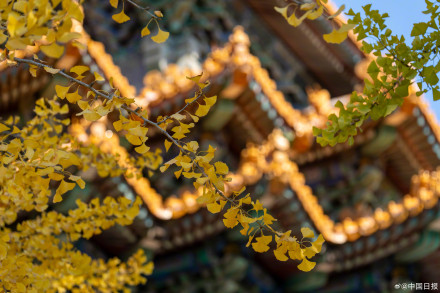 秋日故宫的色彩美学堪称一绝