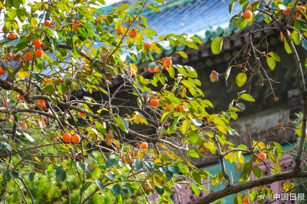 秋日故宫的色彩美学堪称一绝