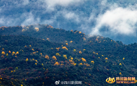 如诗如画！峨眉山彩林迎来最佳观赏期