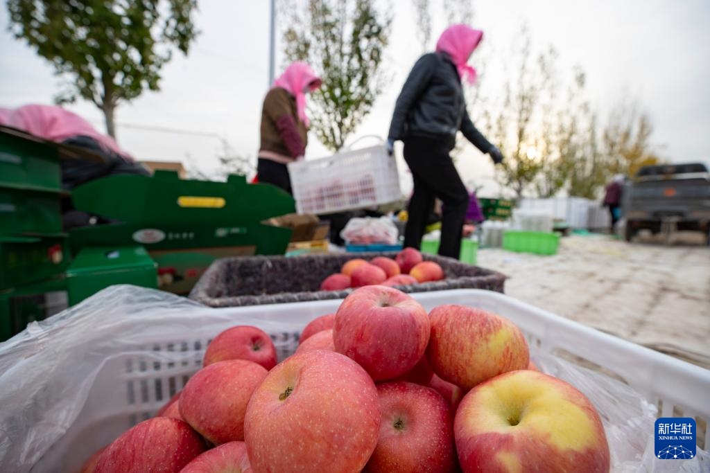 宁夏红寺堡:苹果产业助力乡村振兴 宁夏红寺堡:苹果产业助力乡村振兴