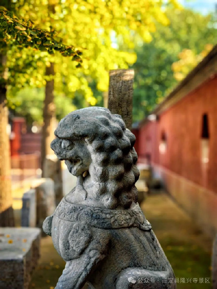 叶黄成“瀑”！当古寺遇上秋色，惊艳了时光