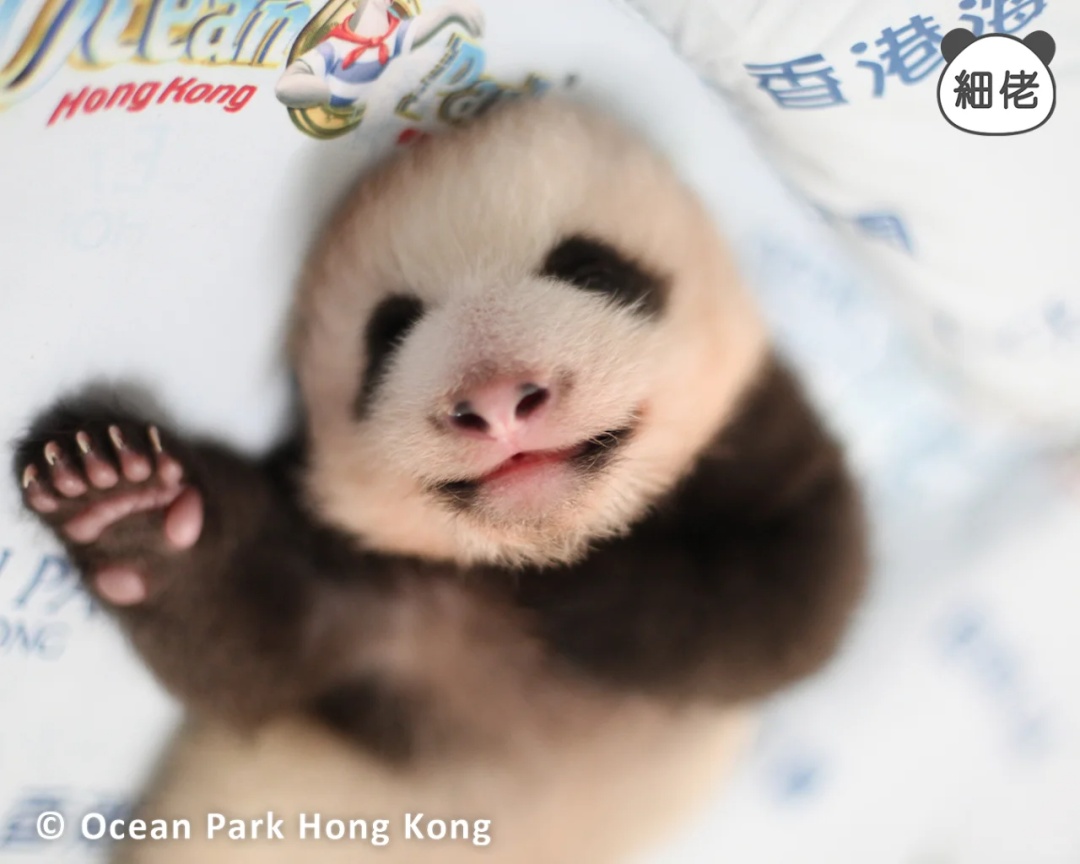 “家里”熊猫太多认不全？香港海洋公园推出“熊猫辨认大法”