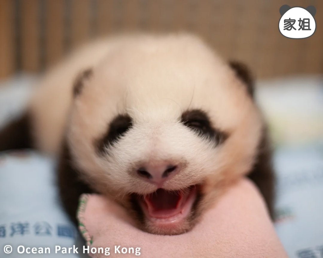 “家里”熊猫太多认不全？香港海洋公园推出“熊猫辨认大法”