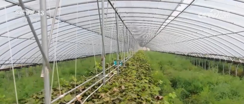 菜根、菜叶、果皮……身价“涨”！变废为宝“闯”出大市场