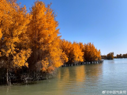 胡杨林迎来一年中最美的时刻！