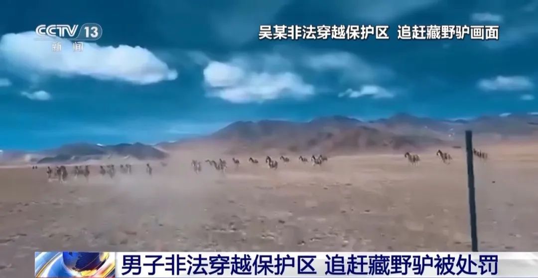 非法穿越保护区,驾车追赶国家一级保护动物!男子被罚4000元 非法穿越保护区,驾车追赶国家一级保护动物!男子被罚4000元