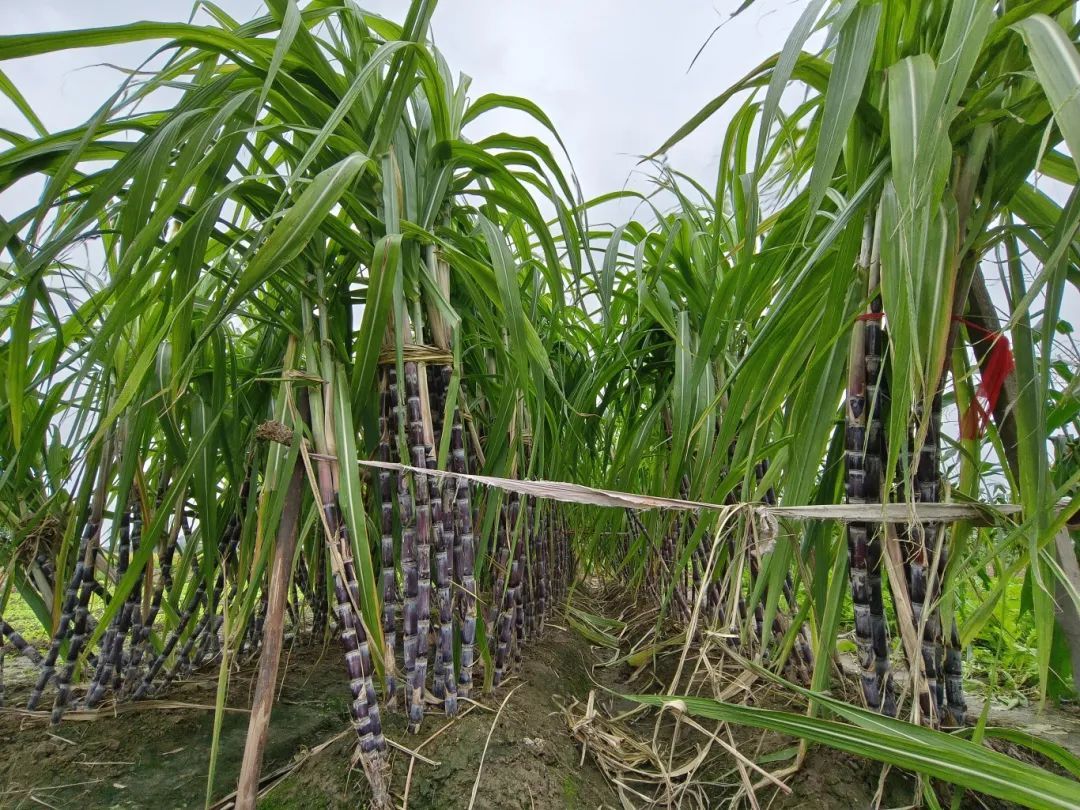 7元一大根!上市就被抢光!杭州人边吃边炫:我的童年回来了 7元一大根!上市就被抢光!杭州人边吃边炫:我的童年回来了