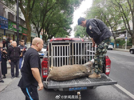 遏制野猪泛滥需探索更高效低成本手段 遏制野猪泛滥需探索更高效低成本手段