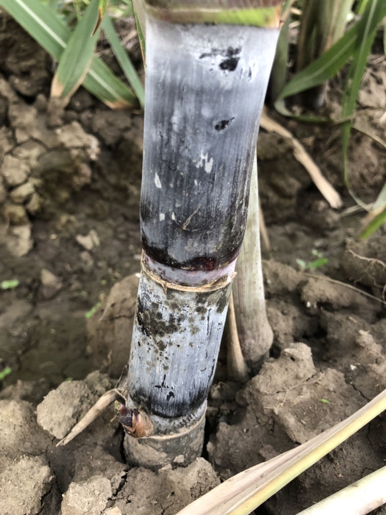 7元一大根!上市就被抢光!杭州人边吃边炫:我的童年回来了 7元一大根!上市就被抢光!杭州人边吃边炫:我的童年回来了