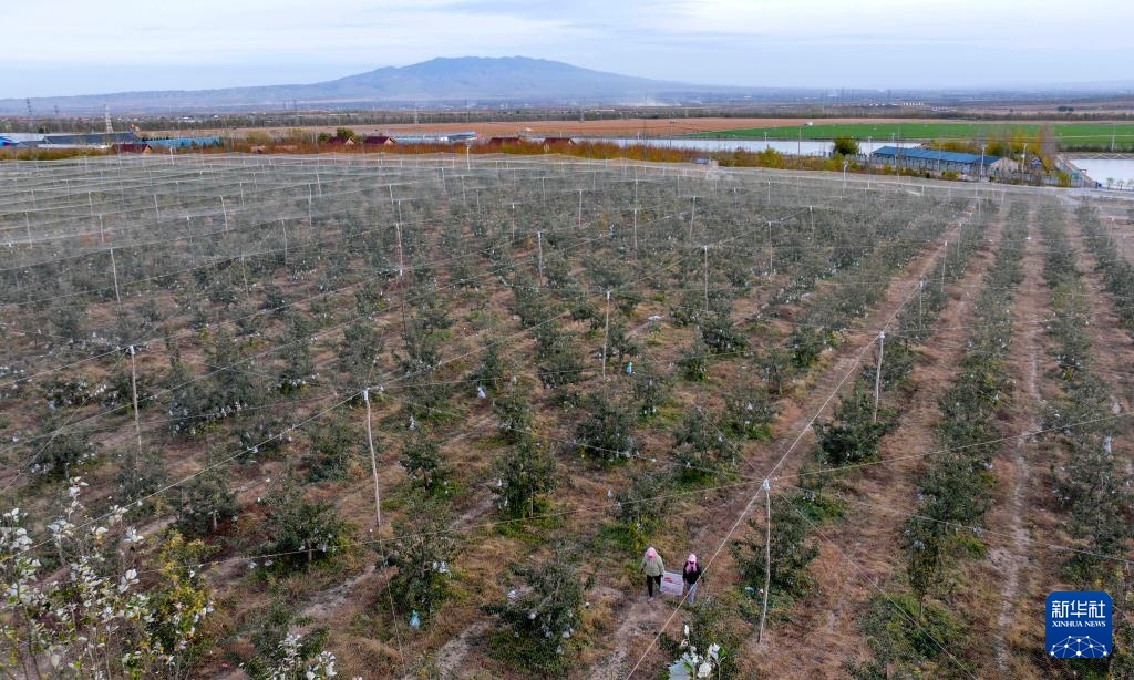宁夏红寺堡:苹果产业助力乡村振兴 宁夏红寺堡:苹果产业助力乡村振兴
