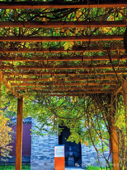 叶黄成“瀑”！当古寺遇上秋色，惊艳了时光