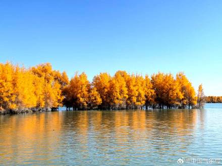 胡杨林迎来一年中最美的时刻！