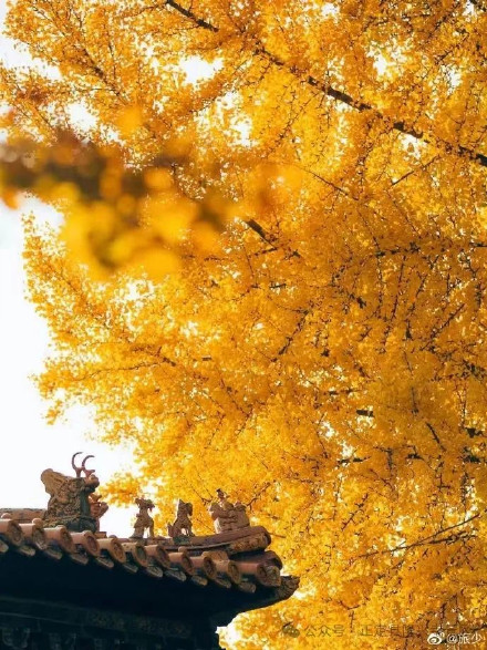 叶黄成“瀑”！当古寺遇上秋色，惊艳了时光