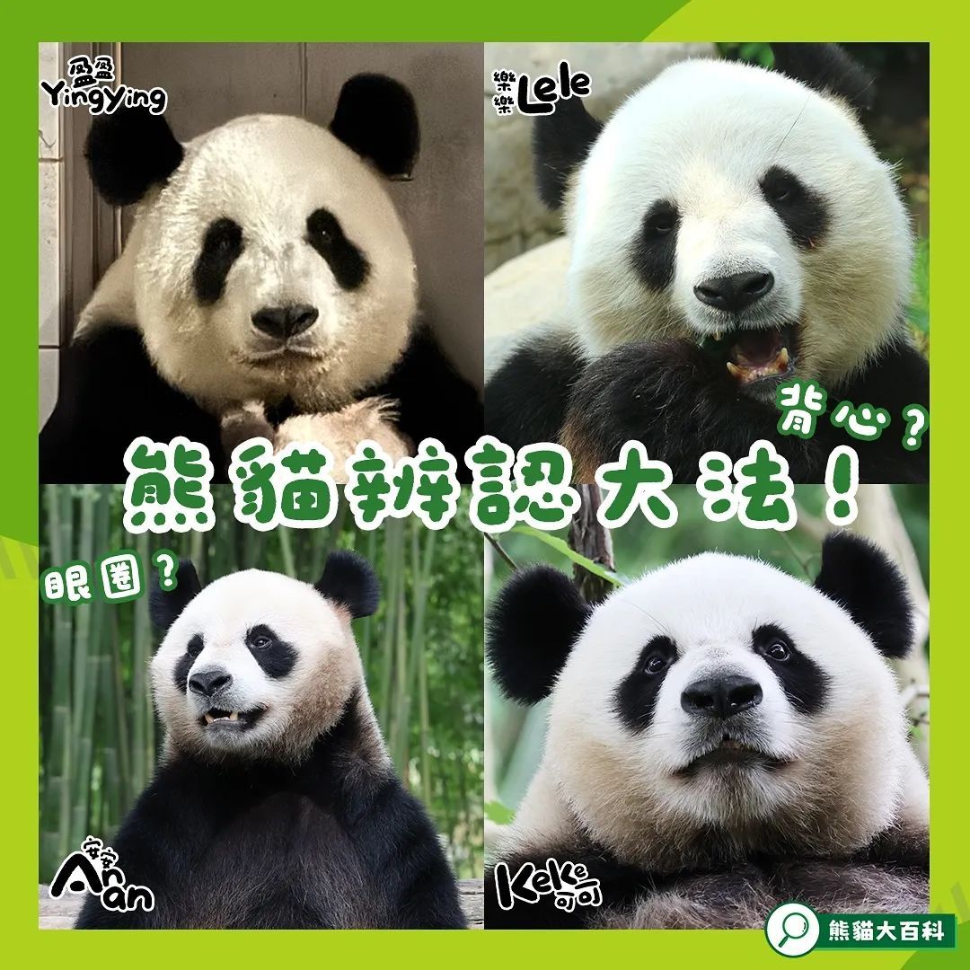 “家里”熊猫太多认不全？香港海洋公园推出“熊猫辨认大法”