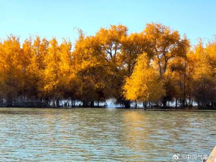 胡杨林迎来一年中最美的时刻！