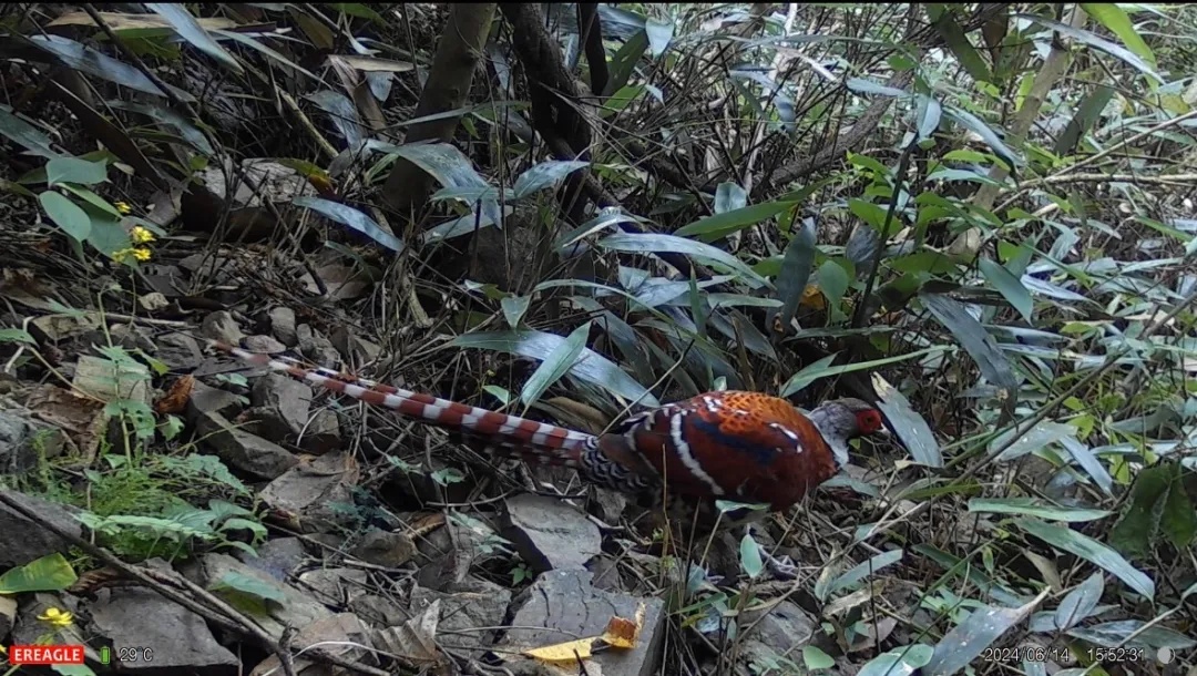 全球近危物种，现身安徽！长这样