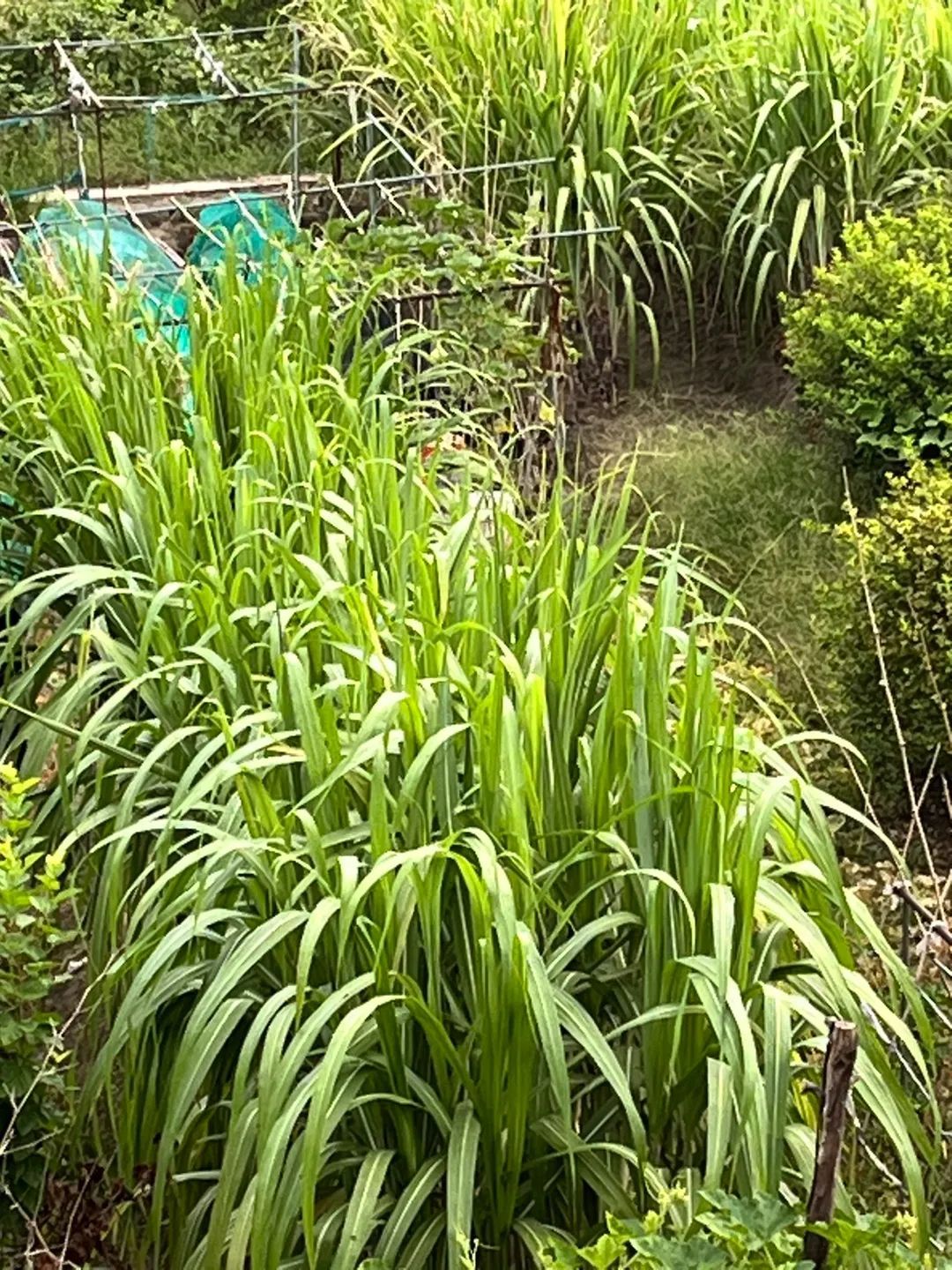 7元一大根!上市就被抢光!杭州人边吃边炫:我的童年回来了 7元一大根!上市就被抢光!杭州人边吃边炫:我的童年回来了