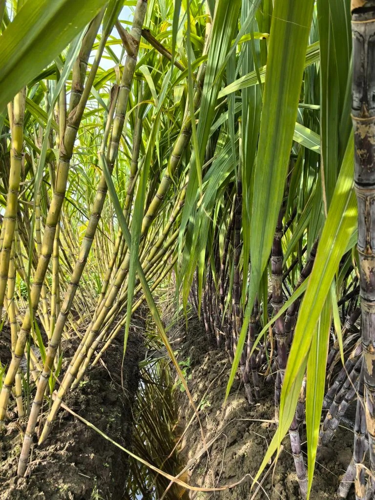 7元一大根!上市就被抢光!杭州人边吃边炫:我的童年回来了 7元一大根!上市就被抢光!杭州人边吃边炫:我的童年回来了