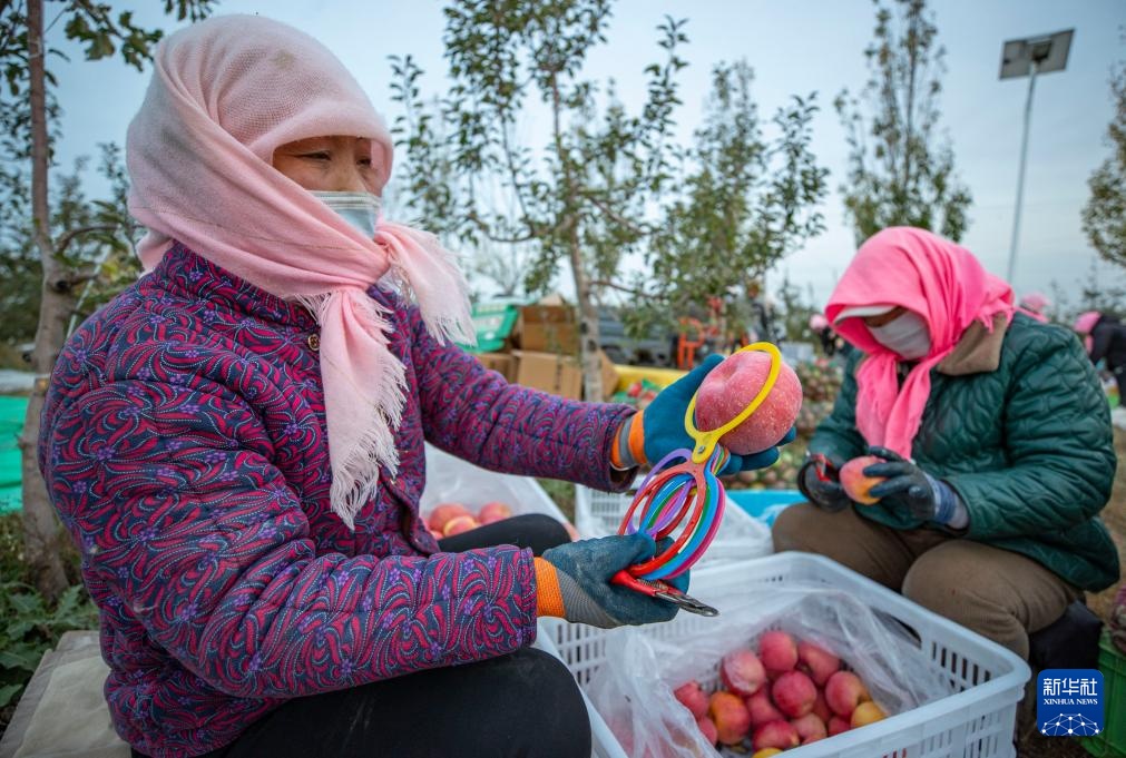 宁夏红寺堡:苹果产业助力乡村振兴 宁夏红寺堡:苹果产业助力乡村振兴