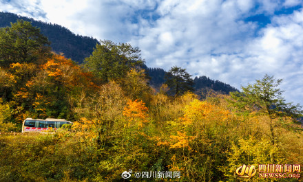 如诗如画！峨眉山彩林迎来最佳观赏期