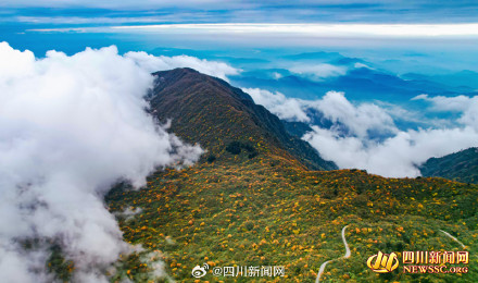如诗如画！峨眉山彩林迎来最佳观赏期