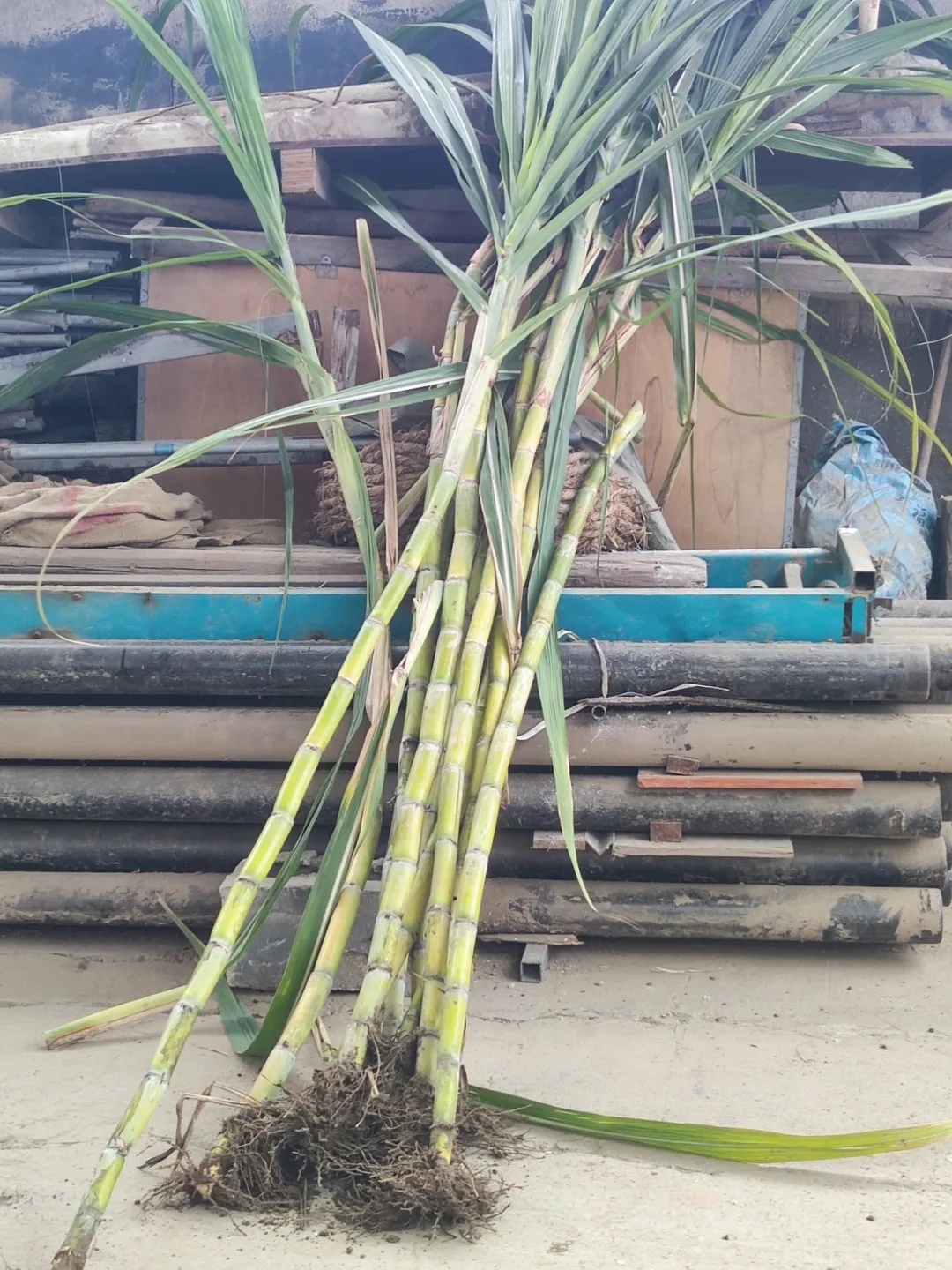 7元一大根!上市就被抢光!杭州人边吃边炫:我的童年回来了 7元一大根!上市就被抢光!杭州人边吃边炫:我的童年回来了