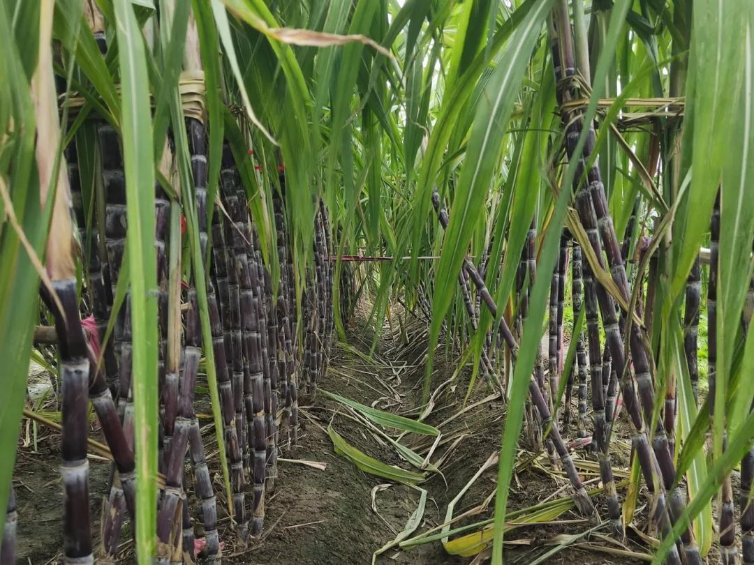 7元一大根!上市就被抢光!杭州人边吃边炫:我的童年回来了 7元一大根!上市就被抢光!杭州人边吃边炫:我的童年回来了