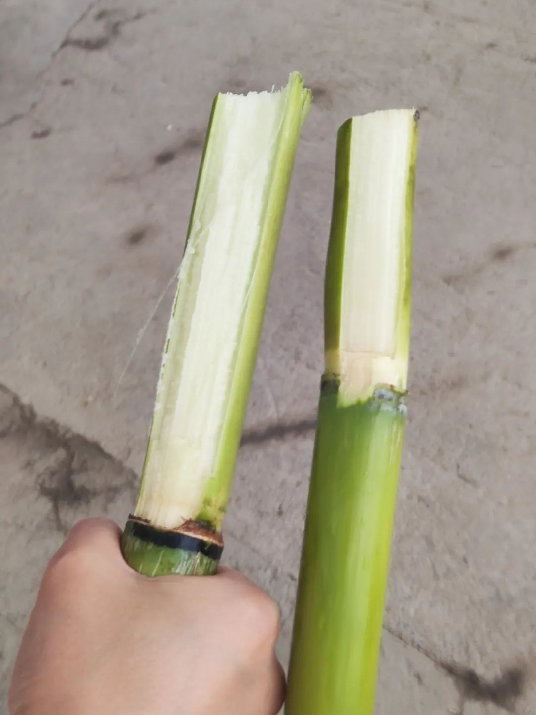 7元一大根!上市就被抢光!杭州人边吃边炫:我的童年回来了 7元一大根!上市就被抢光!杭州人边吃边炫:我的童年回来了