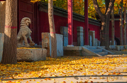 叶黄成“瀑”！当古寺遇上秋色，惊艳了时光