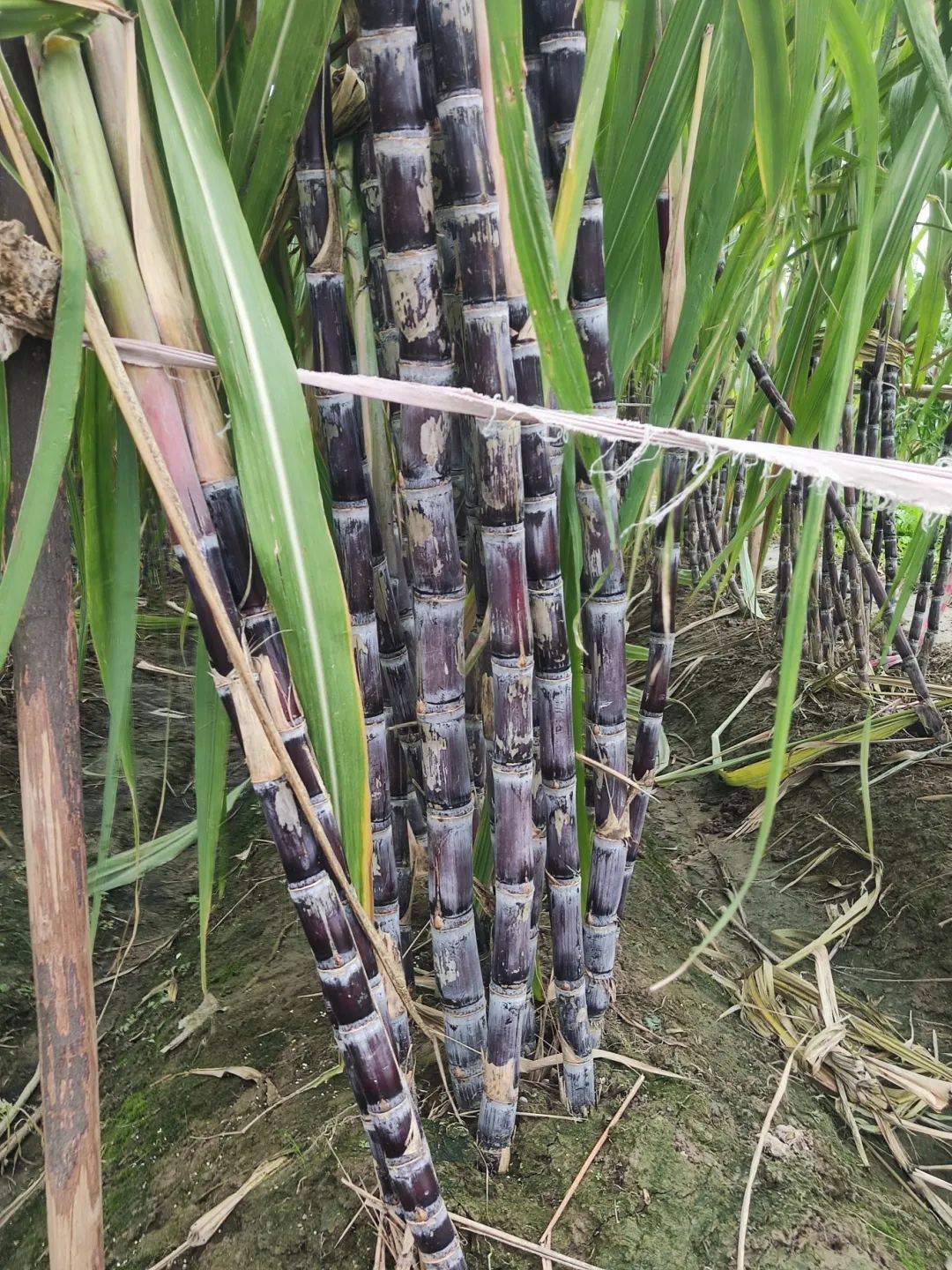 7元一大根!上市就被抢光!杭州人边吃边炫:我的童年回来了 7元一大根!上市就被抢光!杭州人边吃边炫:我的童年回来了