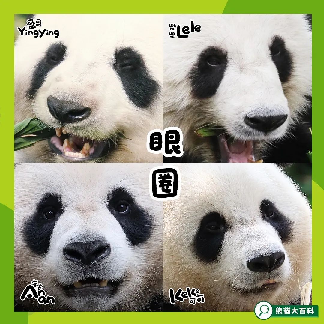 “家里”熊猫太多认不全？香港海洋公园推出“熊猫辨认大法”