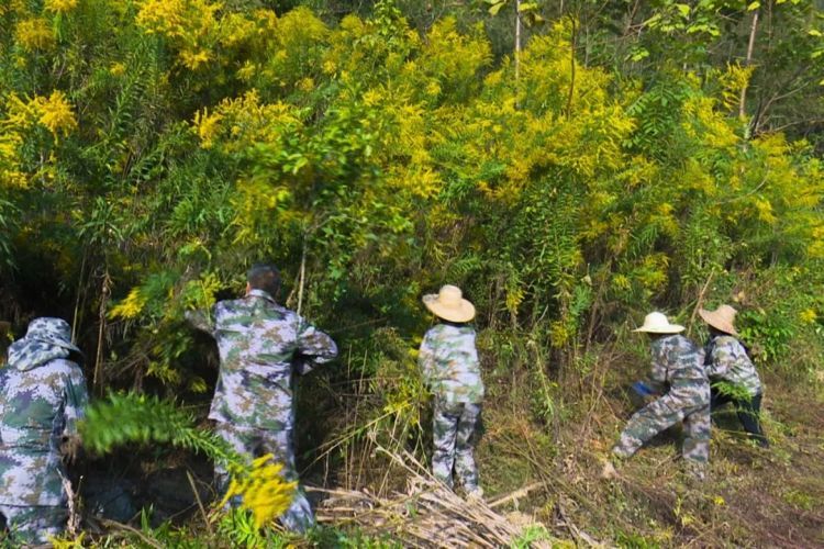 全面清剿！杭州多地已出现，看到立即上报！