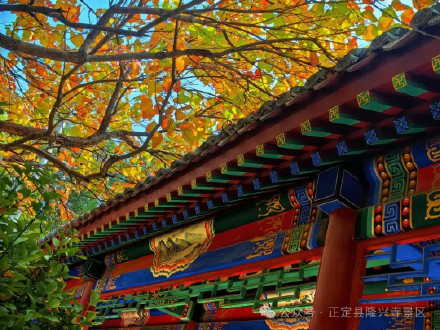 叶黄成“瀑”！当古寺遇上秋色，惊艳了时光