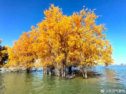胡杨林迎来一年中最美的时刻！