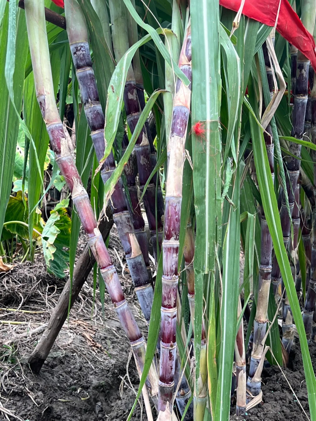 7元一大根!上市就被抢光!杭州人边吃边炫:我的童年回来了 7元一大根!上市就被抢光!杭州人边吃边炫:我的童年回来了