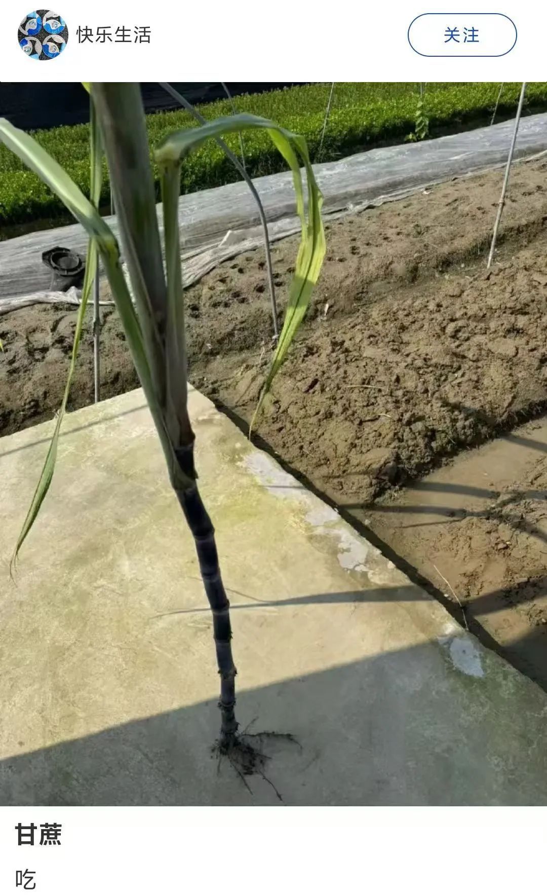 7元一大根!上市就被抢光!杭州人边吃边炫:我的童年回来了 7元一大根!上市就被抢光!杭州人边吃边炫:我的童年回来了