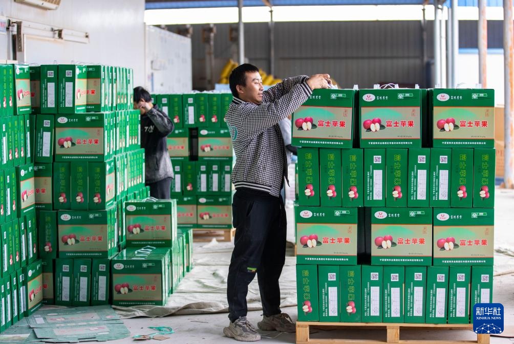 宁夏红寺堡:苹果产业助力乡村振兴 宁夏红寺堡:苹果产业助力乡村振兴