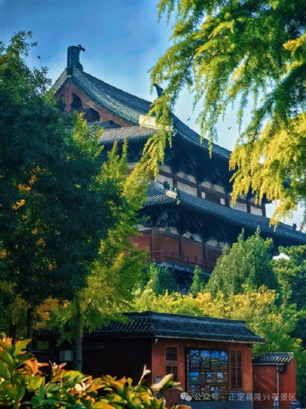 叶黄成“瀑”！当古寺遇上秋色，惊艳了时光