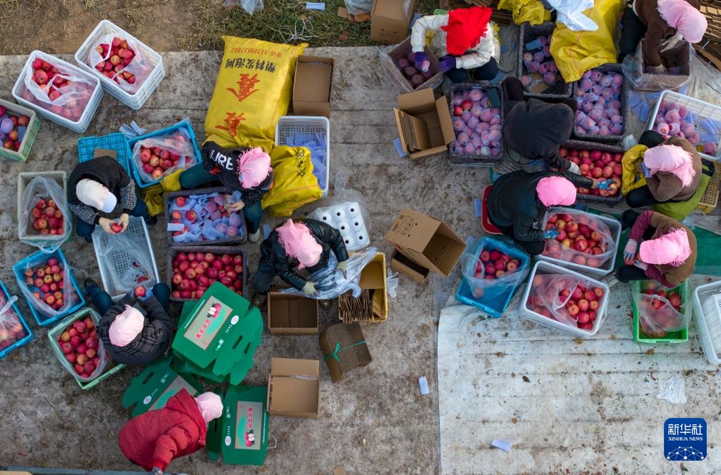 宁夏红寺堡:苹果产业助力乡村振兴 宁夏红寺堡:苹果产业助力乡村振兴