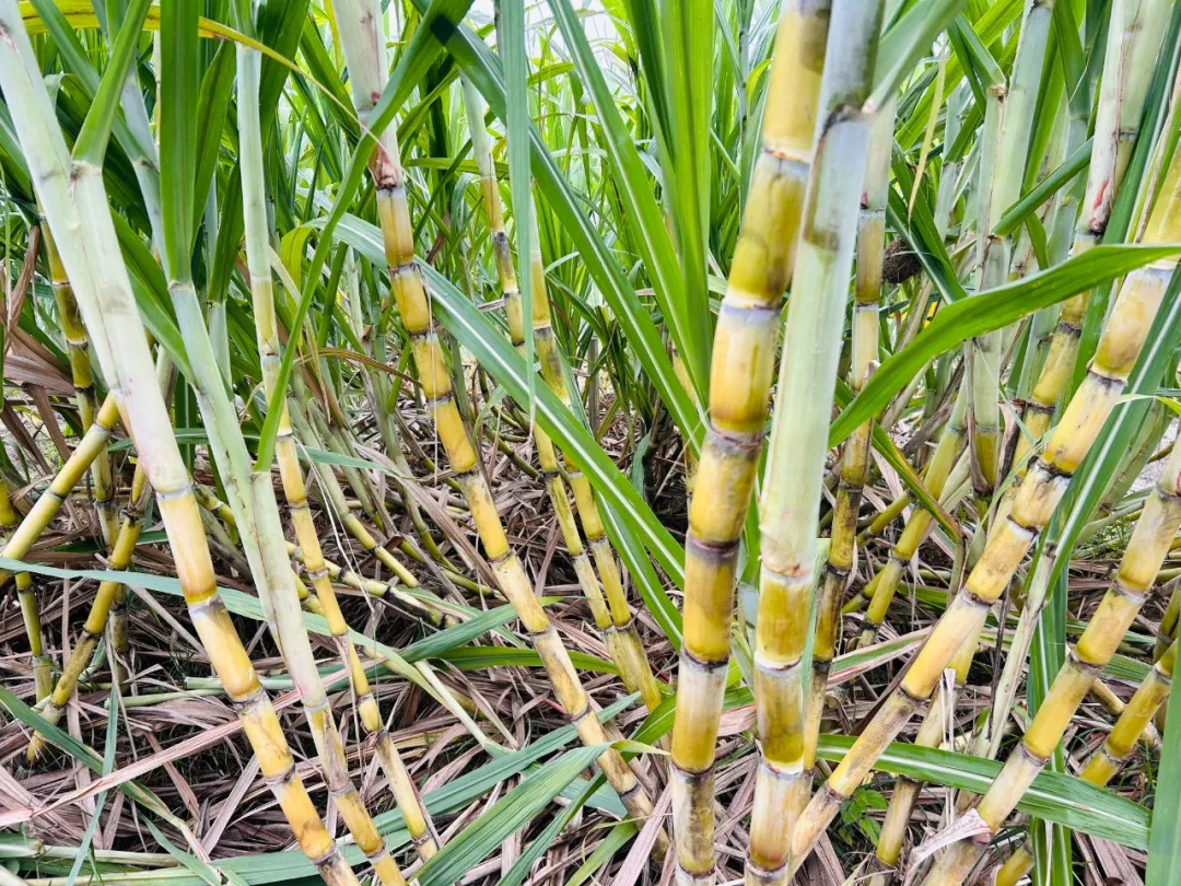 7元一大根!上市就被抢光!杭州人边吃边炫:我的童年回来了 7元一大根!上市就被抢光!杭州人边吃边炫:我的童年回来了