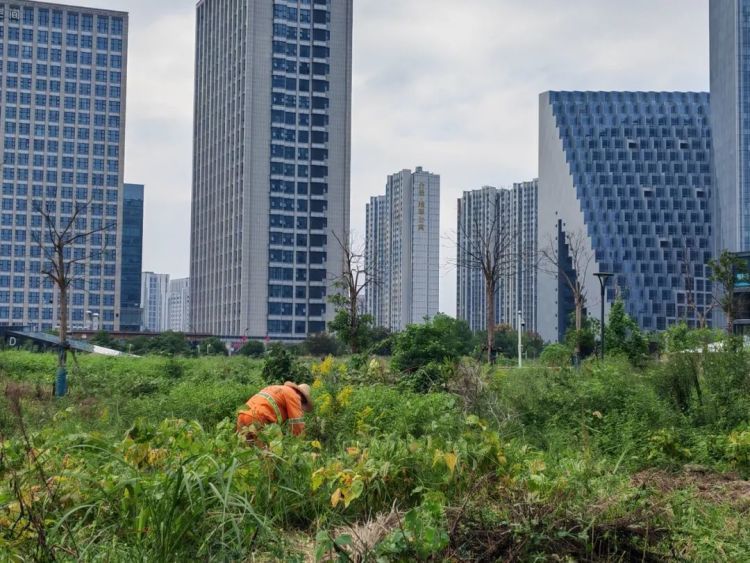 全面清剿！杭州多地已出现，看到立即上报！