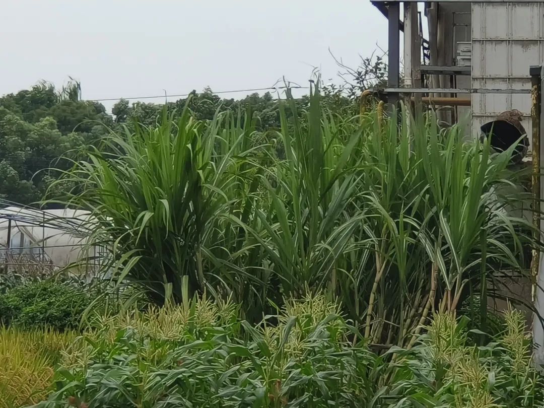 7元一大根!上市就被抢光!杭州人边吃边炫:我的童年回来了 7元一大根!上市就被抢光!杭州人边吃边炫:我的童年回来了