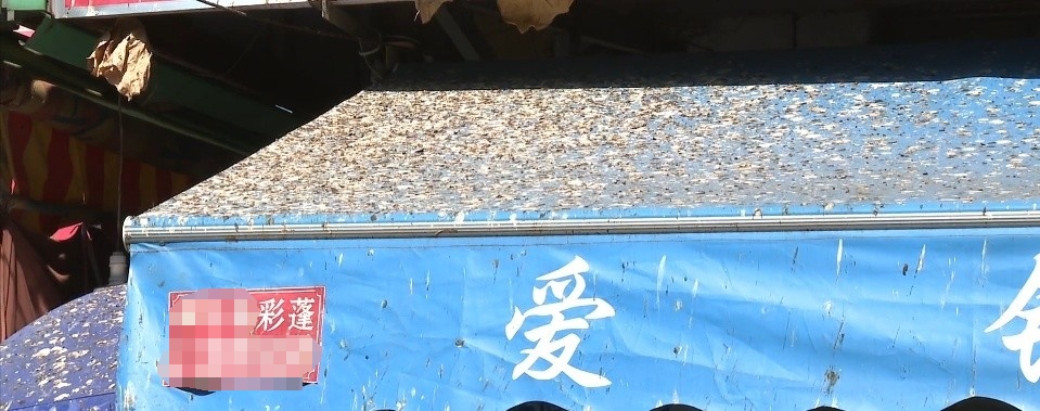 幸福的烦恼 中山一地候鸟排泄如“下雨” 幸福的烦恼 中山一地候鸟排泄如“下雨”