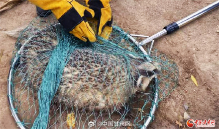 甘谷森警实时援救野生猪獾和雕鸮