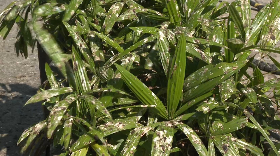 幸福的烦恼 中山一地候鸟排泄如“下雨” 幸福的烦恼 中山一地候鸟排泄如“下雨”
